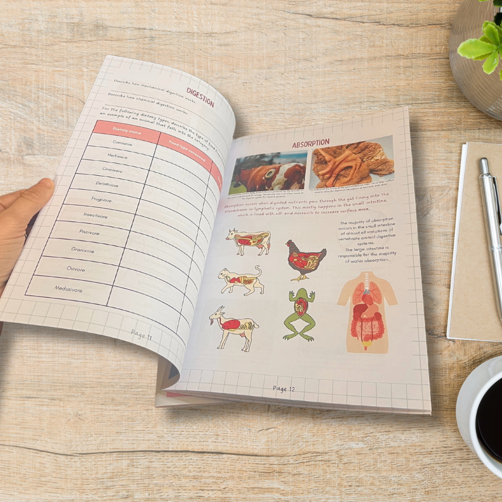 BUNDLE - Accessible Animal Anatomy & Physiology: Chapter 1 – Digestion - Image 13